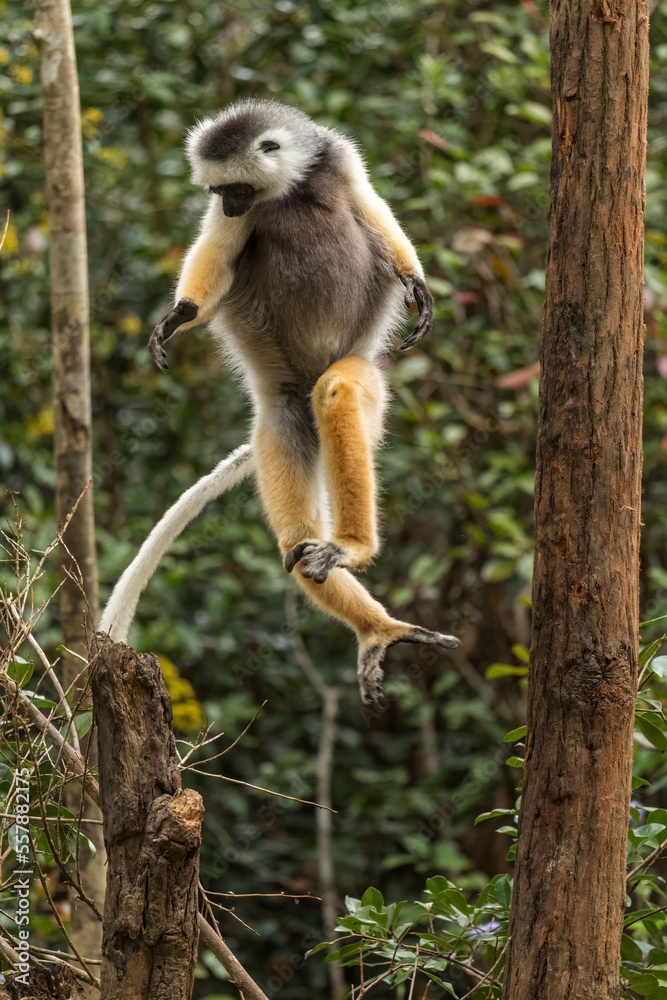 Obraz premium Diademed Sifaka - Propithecus diadema, east coast rain forest, Madagascar. Endangered lemur from Madagascar rain forest. Cute primate.