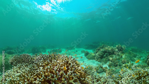 Fototapeta Naklejka Na Ścianę i Meble -  Tropical fishes and coral reef underwater. Hard and soft corals, underwater landscape. Travel vacation concept. Philippines.