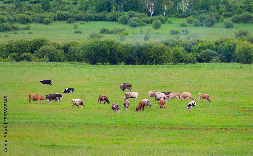 photograph of a herd of cows grazing in a green meadow with wildflowers on a warm summer day. The concept of organic products, the concept of domestic animal husbandry photograph of a herd of cows grazing in a green meadow with wildflowers on a warm summer day. The concept of organic products, the concept of domestic animal husbandry