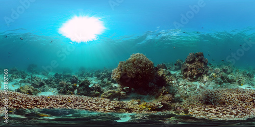 Underwater Colorful Tropical Fishes. wonderful and beautiful underwater colorful fishes and corals in the tropical reef. Philippines. 360 panorama VR © Alex Traveler