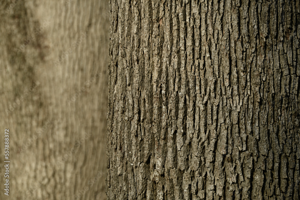 Tree body. Belgrad forests, Istanbul. Turkey. Tree body. Belgrad forests, Istanbul. Turkey.
