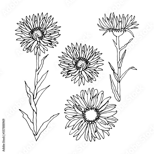 Set with Alpine aster flowers and leaf. Aster plant. Alpine mountain floral hand drawn vector illustration
