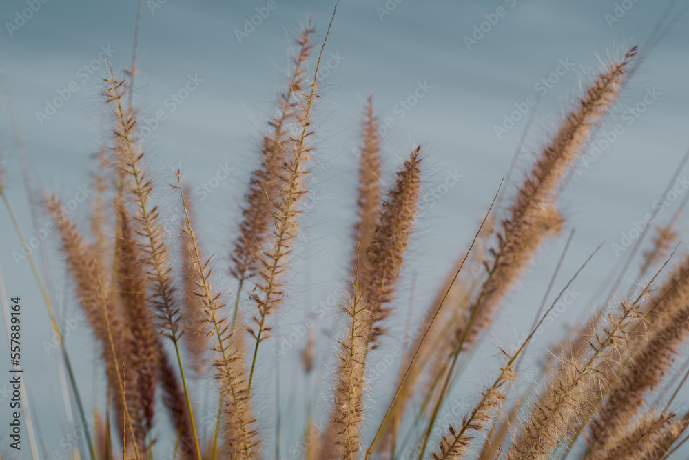 Golden Cereal field with ears of wheat, Agriculture farm and farming concept Golden Cereal field with ears of wheat, Agriculture farm and farming concept