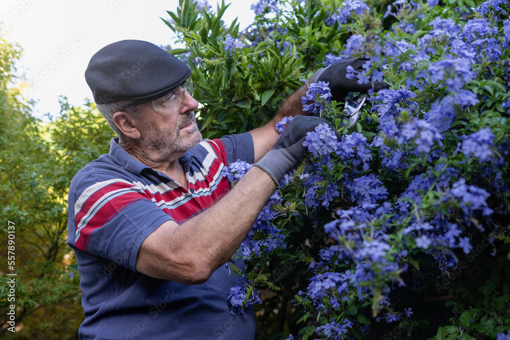 Retired senior man pruning flowers in the backyard in his garden Retired senior man pruning flowers in the backyard in his garden
