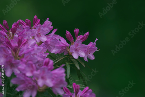 Frühjahrserwachen, Blüten Azalee , Rhododendron