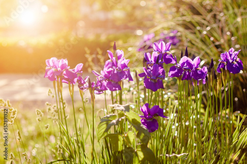 Iris Flowers bed in Garden with Sun light. Iris Flower Spring Background for Greeting Card.