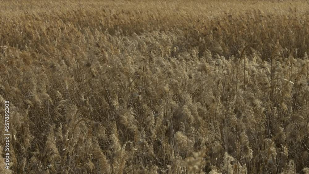 Lots of silver grass swaying in the strong wind Lots of silver grass swaying in the strong wind