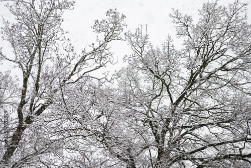 légére couche de neige sur les arbres