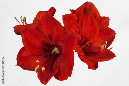 Amaryllis