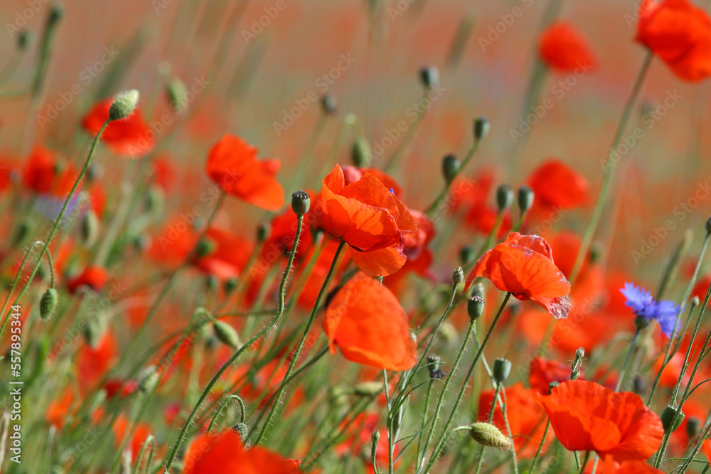 Obraz premium Mohnfeld