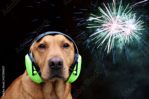 Dog with noise-reducing hearing protection. Concept for loud sounds like fireworks at New Year.