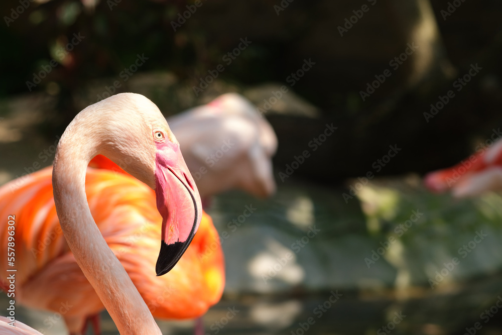 Fototapeta premium Close up pink Flamingo Phoenicopterus ruber or Caribbean flamingo. in tropical zoo.