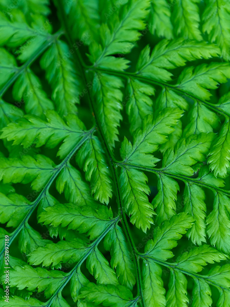 Beautiful leaves of a fern. Dense foliage. Green fern plant in close up Beautiful leaves of a fern. Dense foliage. Green fern plant in close up