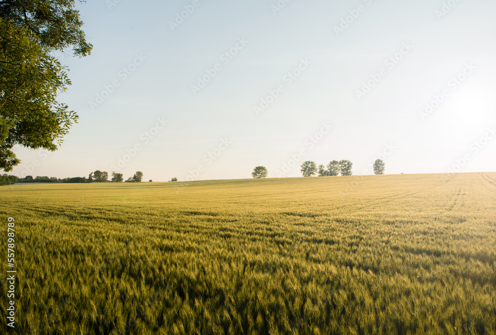 Obraz premium Golden wheat field in backlight