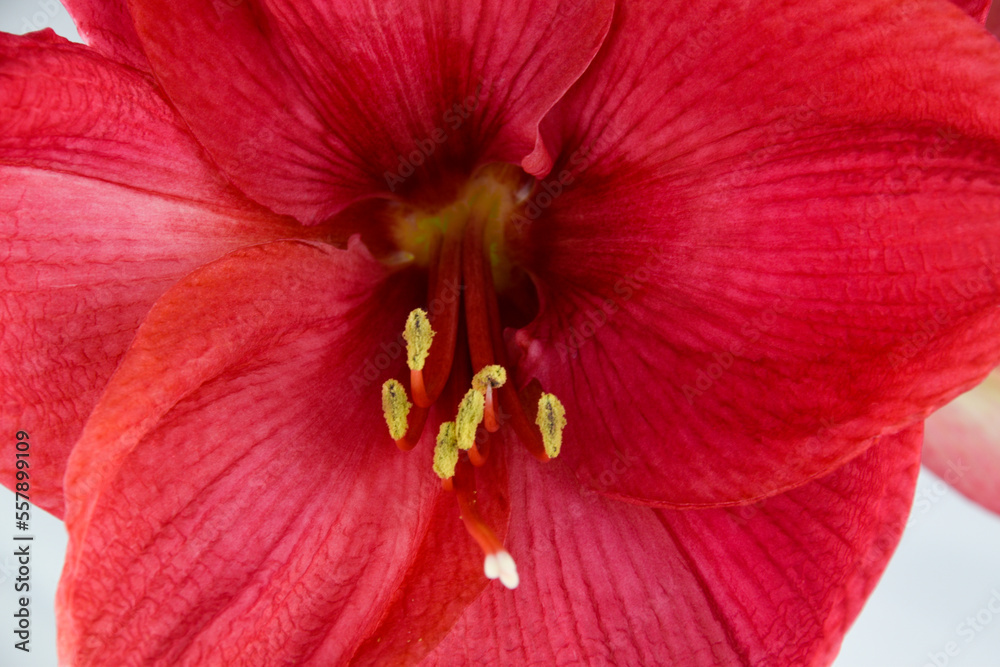 Close up of a red amaryllis flower isolated on white background showing details of the stamen Close up of a red amaryllis flower isolated on white background showing details of the stamen