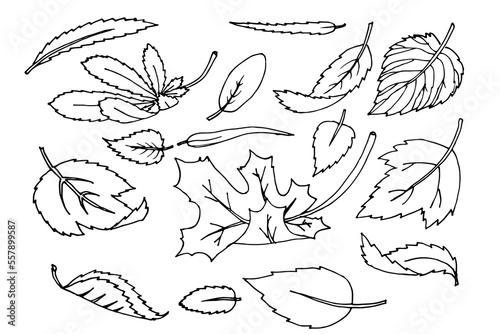 Set of leaves trees and shrubs flying. Hand drawn line vector illustration