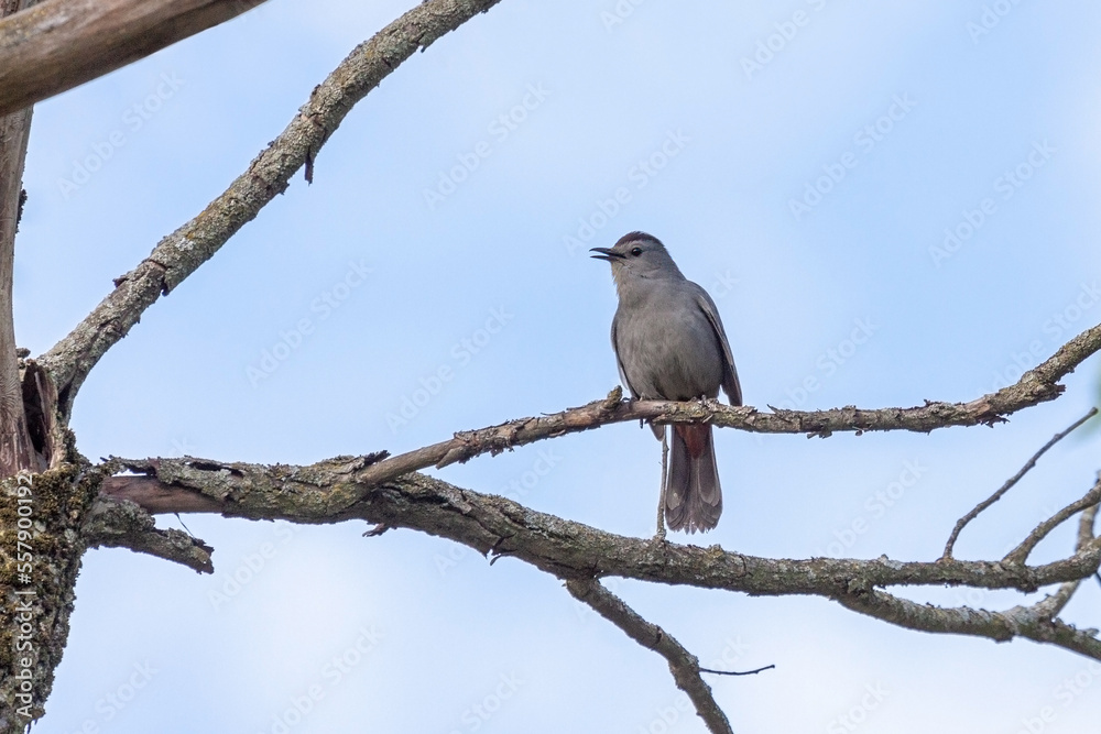 A catbird perched on a tree branch A catbird perched on a tree branch