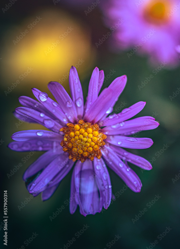 Garden flower Garden flower