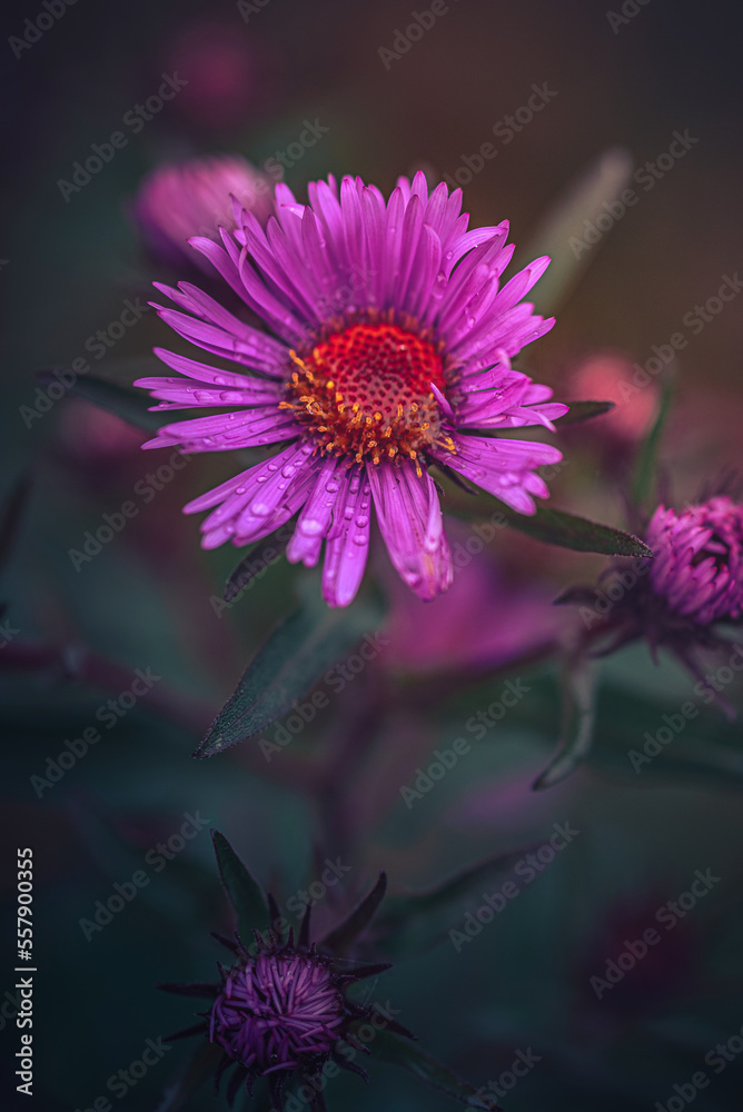 Obraz premium Garden flower