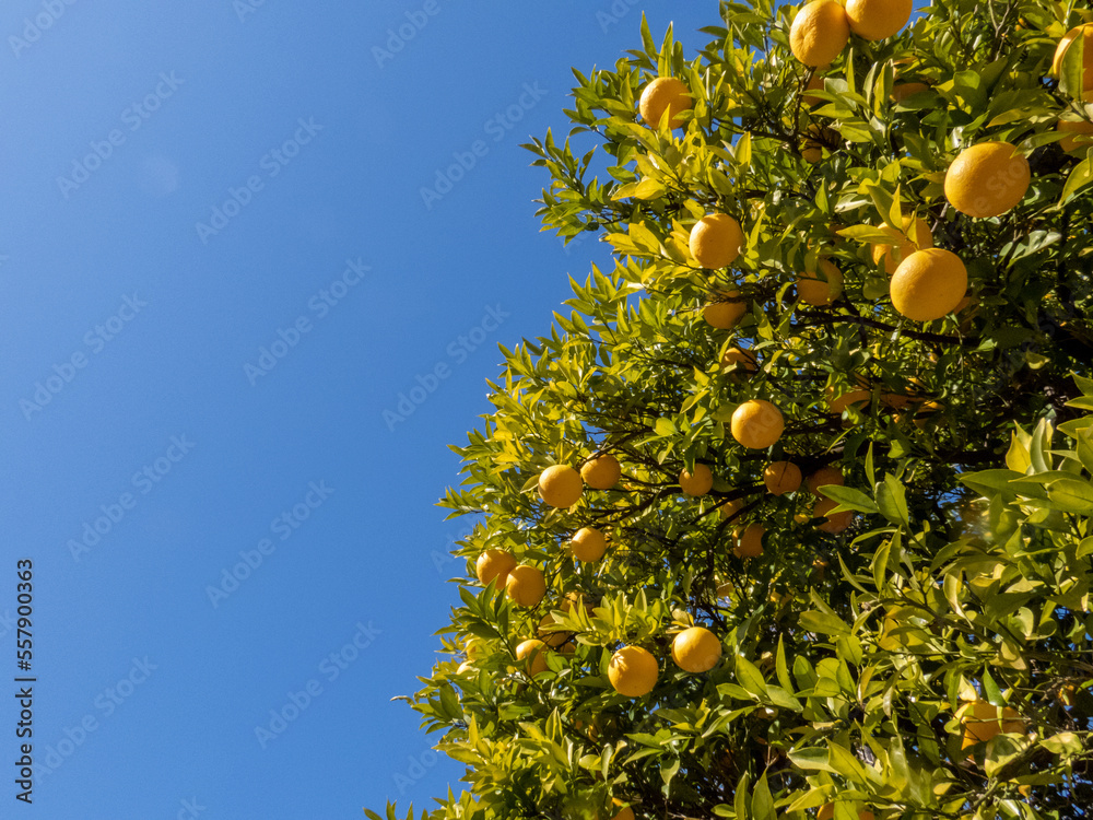 道端に成る柑橘系の木と青空