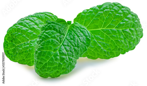 Fresh Mint leaves isolated on the white background. Melissa, Peppermint leaf close up. Food  macro concept..