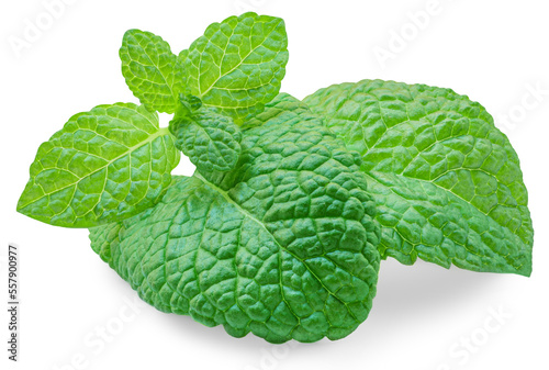 Fresh Mint leaves isolated on the white background. Melissa, Peppermint leaf close up. Food  macro concept..