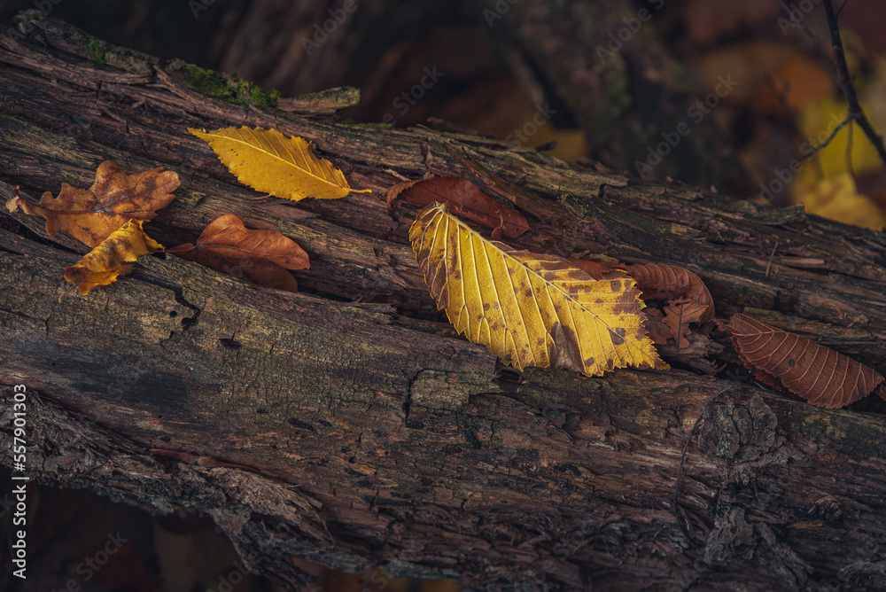 Fototapeta premium Autumn woods