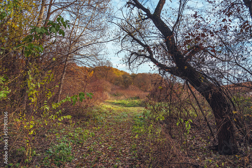 Autumn woods