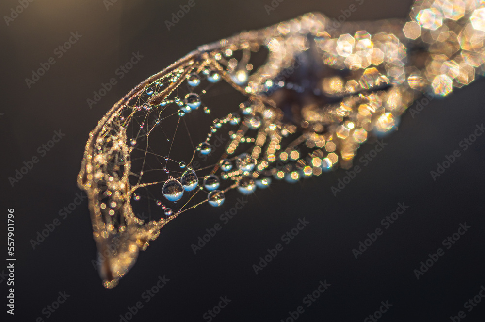 Fototapeta premium Morning nature in sunlight and dew