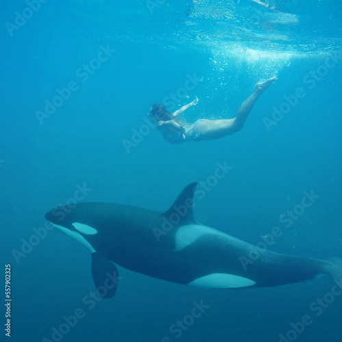 Woman diving with orca whale under the sea