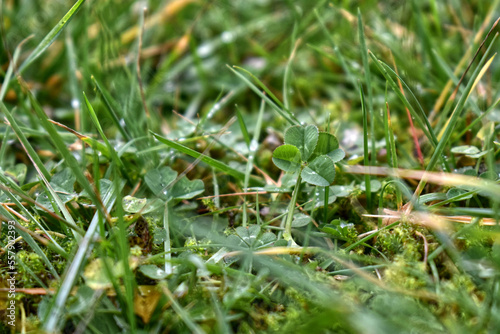 Four-leaf clover in grass for good luck © Deborah