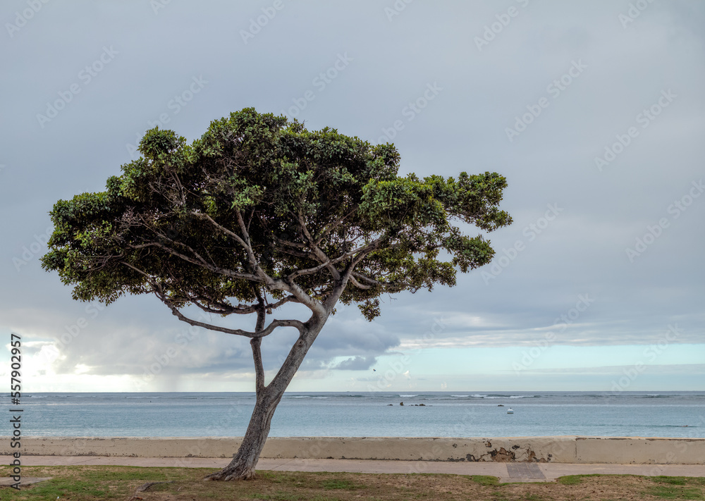 Small Green Tree on a Vacant Beach with Blue Ocean.