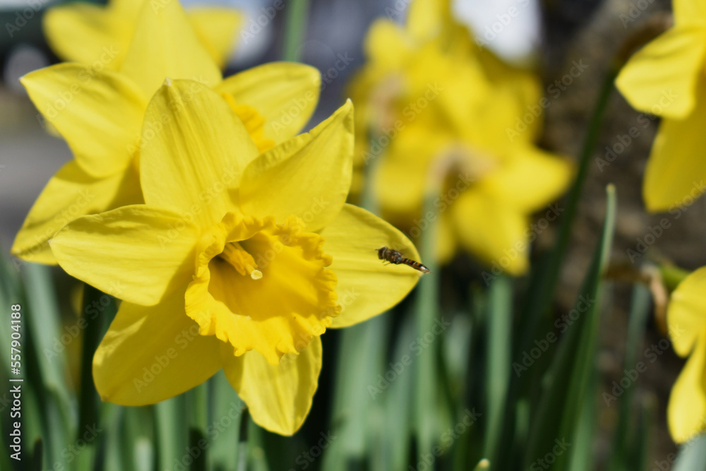 Small insect flying toward daffodil in spring Small insect flying toward daffodil in spring