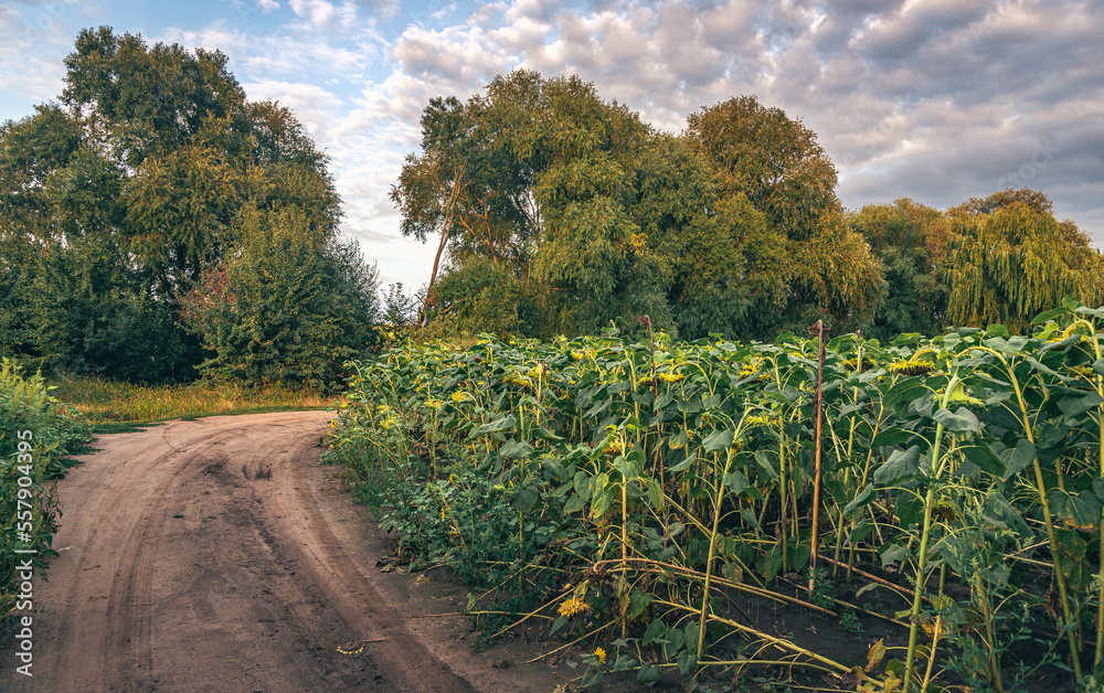 Obraz premium Sunrise on river
