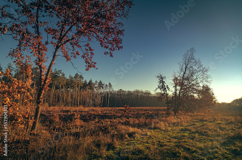 Nature in morning