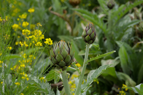 Artichoke in the foreground in green fields. Food concept, nature.