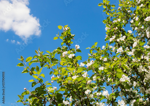 Blooming apple tree on a sky background. Selective focus. © emola09