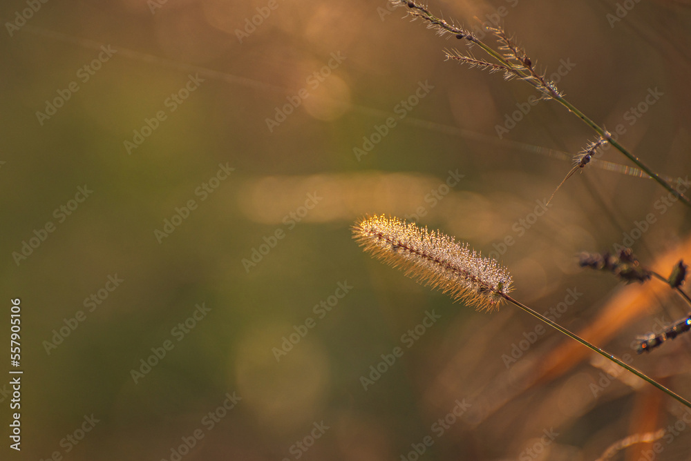 Morning nature in sunlight and dew Morning nature in sunlight and dew