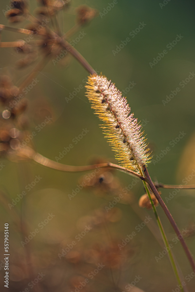 Fototapeta premium Morning nature in sunlight and dew