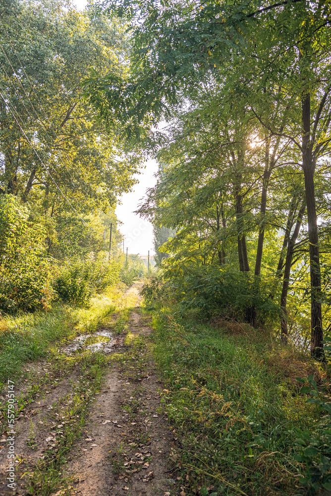 Summer landscape