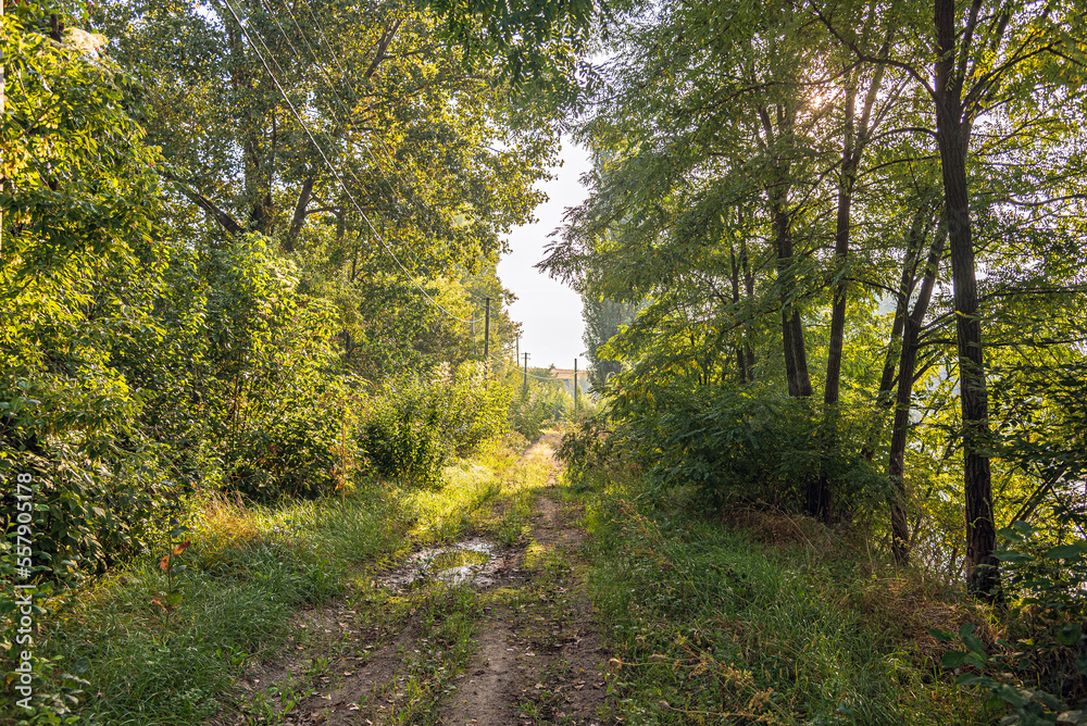 Obraz premium Summer landscape