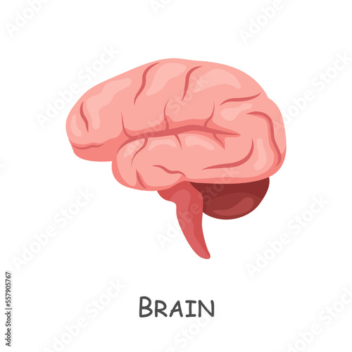 Brain of human . Cartoon design . Isolated . Vector .