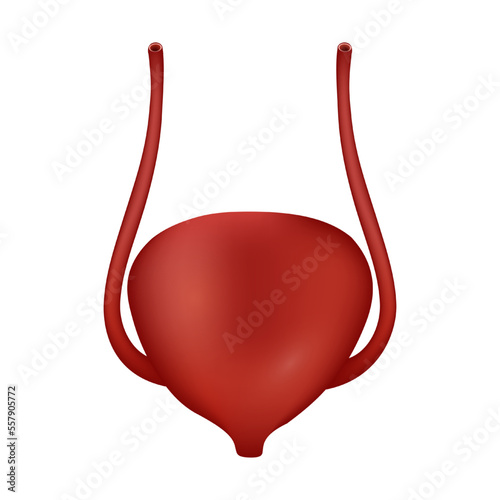 Urinary Bladder of human . Urological system . Realistic design . Isolated . Vector illustration .