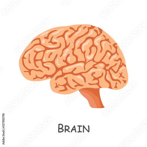 Brain of human . Cartoon design . Isolated . Vector .