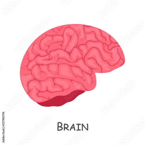 Brain of human . Cartoon design . Isolated . Vector .