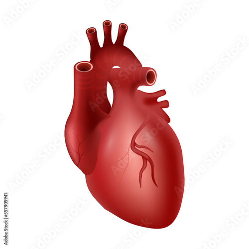 Heart of human . Cardiovascular system . Realistic design . Isolated . Vector illustration .