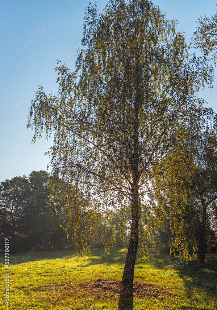 Obraz premium Summer landscape