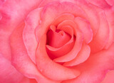 pink rose background, romantic valentine flower