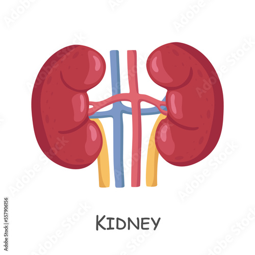 Kidney of human . Cartoon design . Isolated . Vector .