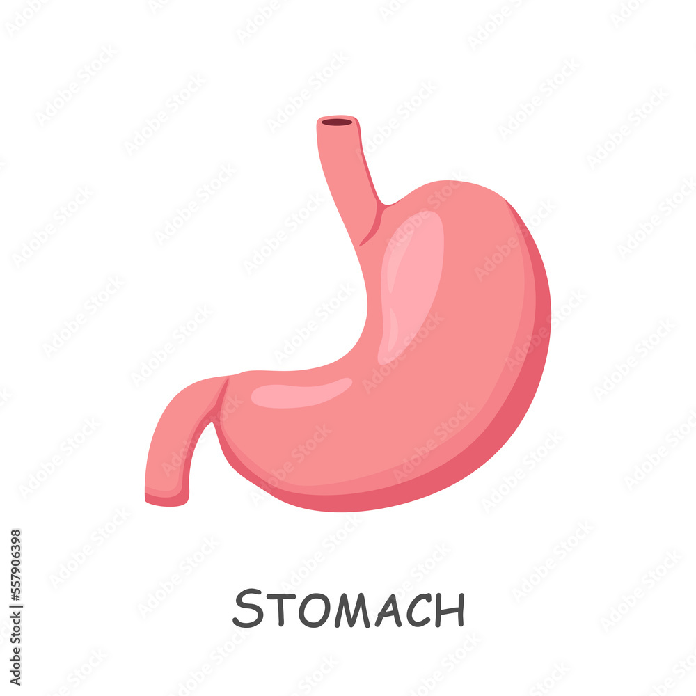 Stomach of human . Cartoon design . Isolated . Vector . Stomach of human . Cartoon design . Isolated . Vector .